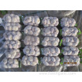 Hot Sale Normal White Fresh Garlic